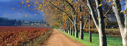 Visiting the Cape Winelands